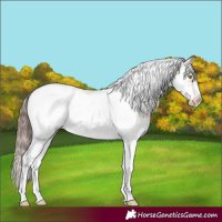Horse Color:Sable Champagne Splash Tobiano Frame Appaloosa 