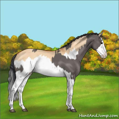 Horse Color:Grullo Sabino Splash and Bay Dun Sabino Splash