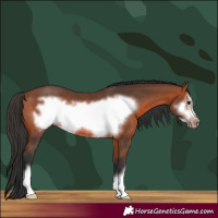 Horse Color:Bay Frame Rabicano 
