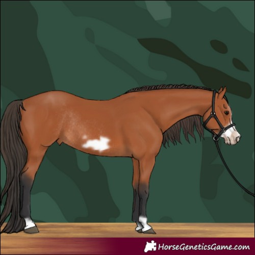 Horse Color:Bay Frame Rabicano 