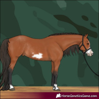 Horse Color:Bay Frame Rabicano 