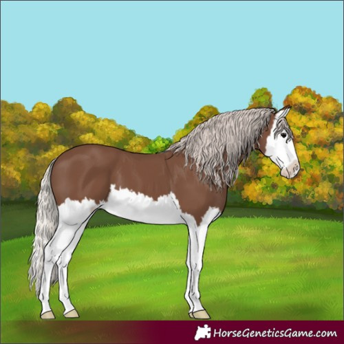 Horse Color:Silver Black Splash