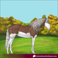 Horse Color:Silver Black Splash