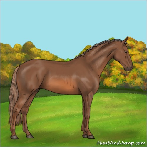 Horse Color:Chestnut 