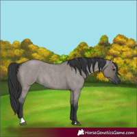 Horse Color:Grullo Roan Sabino Rabicano