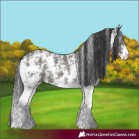 Horse Color:Grullo Sabino Rabicano 