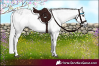 Horse Color:Gray Black 