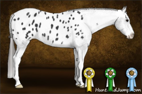 Horse Color:Black Sabino Appaloosa 
