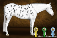 Horse Color:Black Sabino Appaloosa