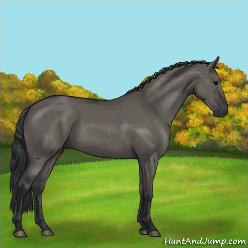 Horse Color:Grullo Sabino Rabicano 