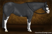 Horse Color:Black Sabino