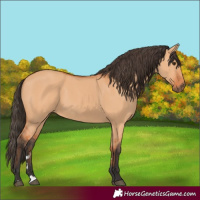 Horse Color:Bay Dun
