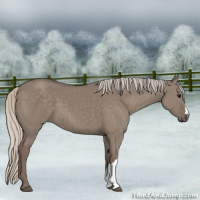 Horse Color:Silver Grullo 