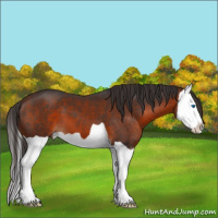 Horse Color:Bay Splash 