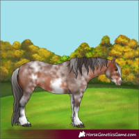 Horse Color:White Spotted Bay Roan Frame 