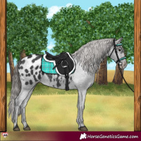 Horse Color:Black Appaloosa