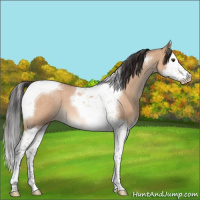 Horse Color:Brown Roan Dun Splash Tobiano Appaloosa