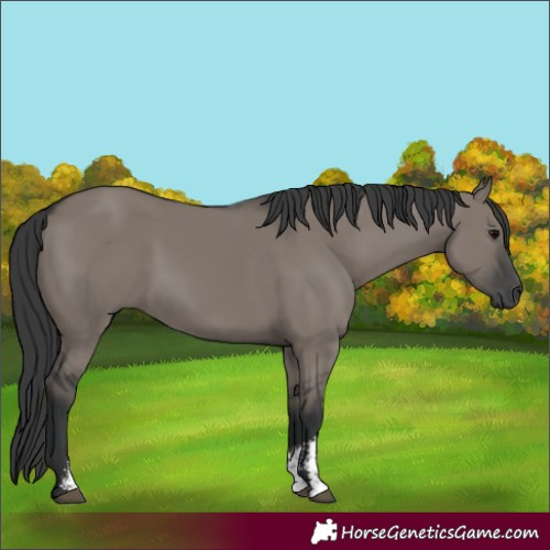 Horse Color:Grullo Sabino Rabicano 
