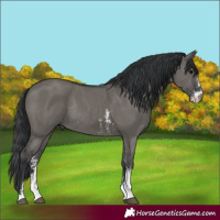 Horse Color:Grullo Sabino Rabicano 