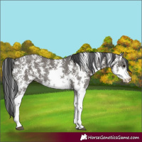 Horse Color:Grullo Sabino Rabicano 