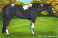 Horse Color:Black Sabino Tobiano 