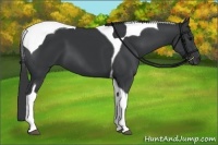 Horse Color:Black Tobiano 