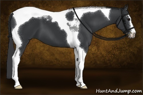 Horse Color:Black Sabino Tobiano 