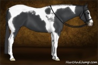 Horse Color:Black Sabino Tobiano