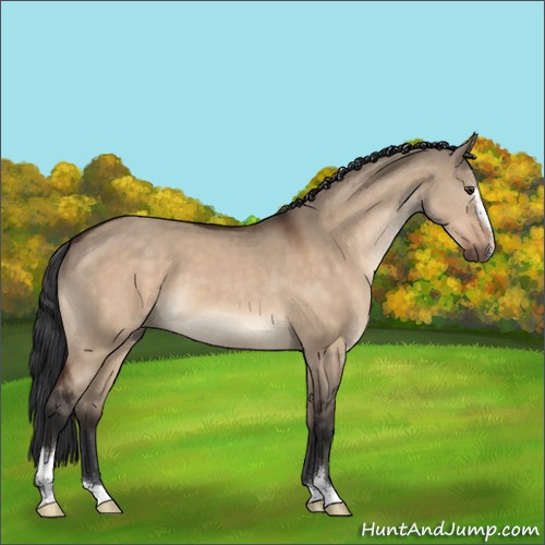 Horse Color:Brown Dun Sabino 