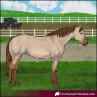 Horse Color:Red Dun 