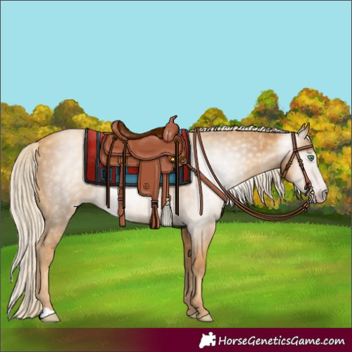 Horse Color:Gray Gold Cream Champagne 