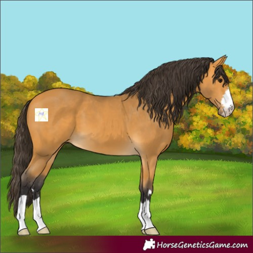 Horse Color:Buckskin 