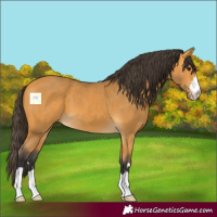 Horse Color:Buckskin 