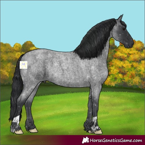 Horse Color:Blue Roan 
