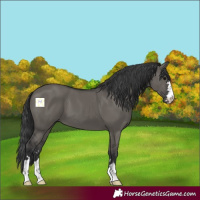 Horse Color:Grullo 