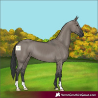 Horse Color:Grullo 