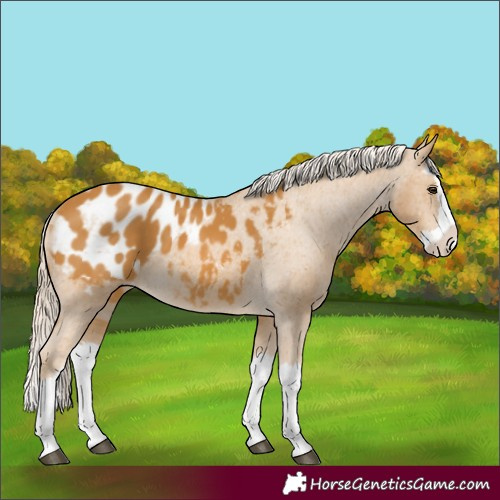 Horse Color:Palomino Splash Appaloosa 