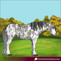Horse Color:Grullo Sabino Rabicano