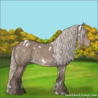 Horse Color:White Spotted Silver Grullo Appaloosa 