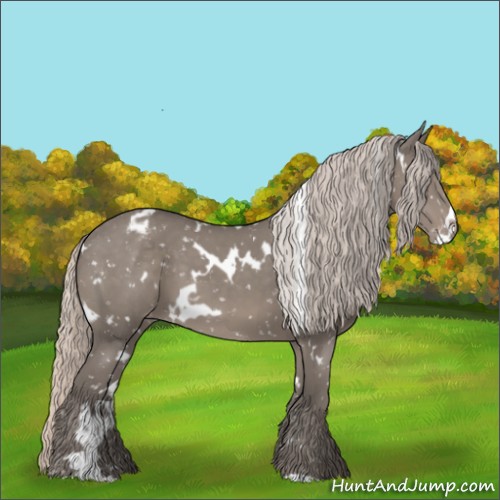 Horse Color:White Spotted Silver Grullo Appaloosa 
