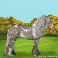 Horse Color:White Spotted Silver Grullo Appaloosa 