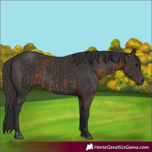 Horse Color:Brown Rabicano and Black Rabicano