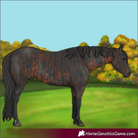 Horse Color:Brown Rabicano  and Black Rabicano 