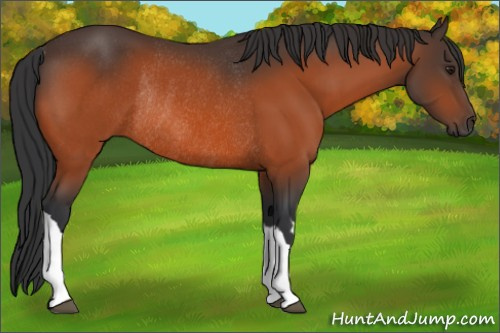 Horse Color:Brown Rabicano  and Bay Rabicano 