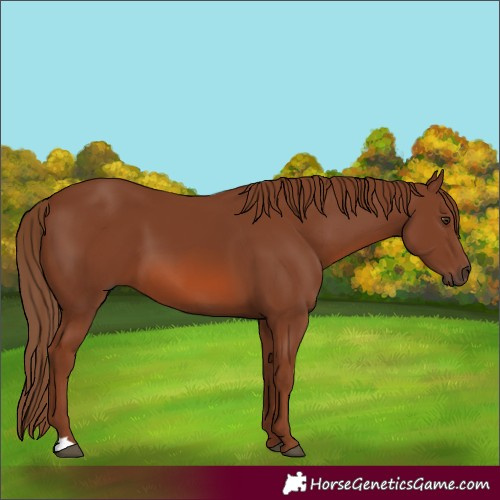 Horse Color:Chestnut 