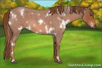 Horse Color:White Spotted Red Roan 