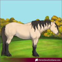 Horse Color:Buckskin
