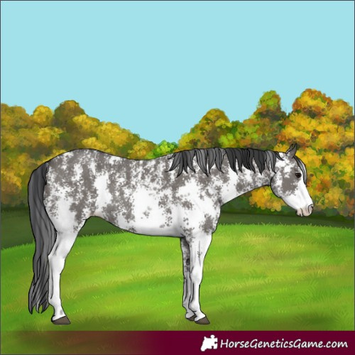 Horse Color:Grullo Sabino Rabicano