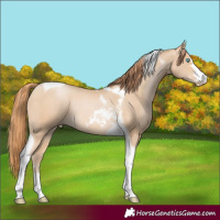 Horse Color:Buckskin Pearl Tobiano Rabicano