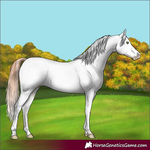Horse Color:Amber Champagne Dun Snowcap Rabicano
